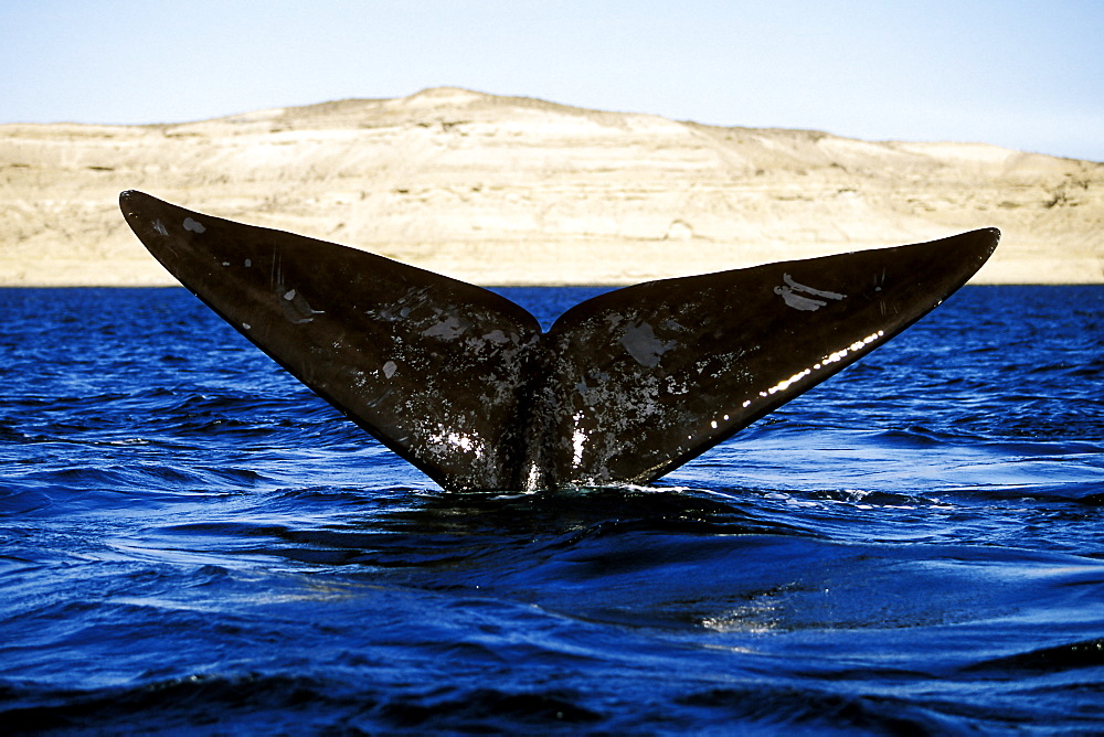 Southern Right Whale (Eubalaena australis) fluke-up dive in Golfo Nuevo, Patagonia, Argentina.