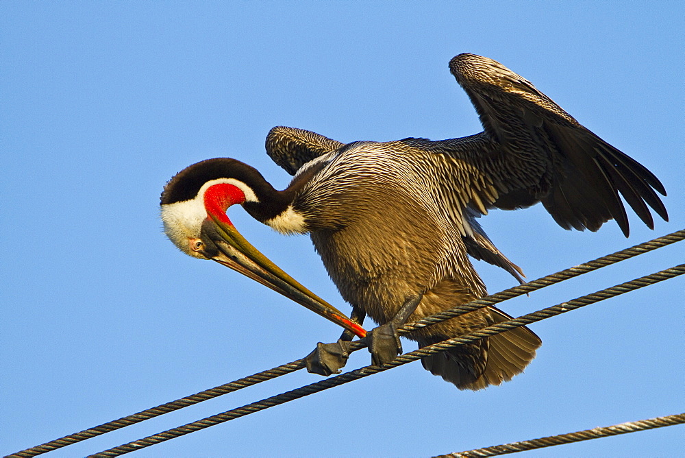 Adult brown pelican (Pelecanus occidentalis) gathering at the docks in the fishing town of San Carlos on the Pacific side of  Baja California Norte, Mexico, Pacific Ocean.