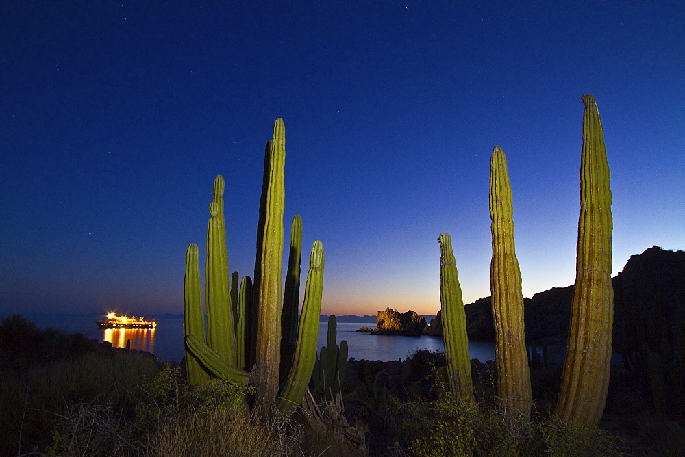 Cardon cactus (pachycereus pringlei) being "painted" with light at night on Isla Catalina in the lower Gulf of California (Sea of Cortez), Baja California, Mexico