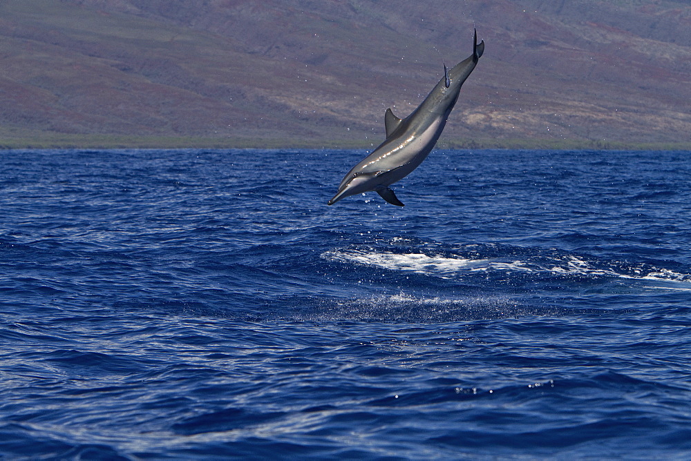 Hawaiian Spinner Dolphin (Stenella longirostris) spinning, possibly to dislodge attached remoras, Lanai, Hawaii, USA, Pacific Ocean