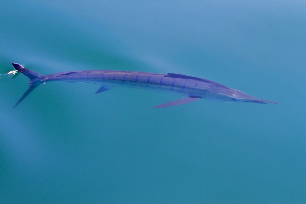 An adult striped marlin (Tetrapturus audax) swimming slowly at the surface in the midriff region of the Gulf of California (Sea of Cortez), Baja California Norte, Mexico