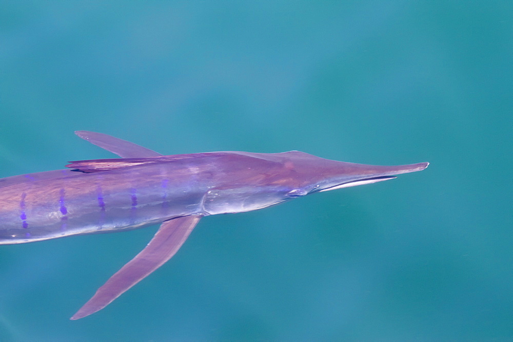 An adult striped marlin (Tetrapturus audax) swimming slowly at the surface in the midriff region of the Gulf of California (Sea of Cortez), Baja California Norte, Mexico