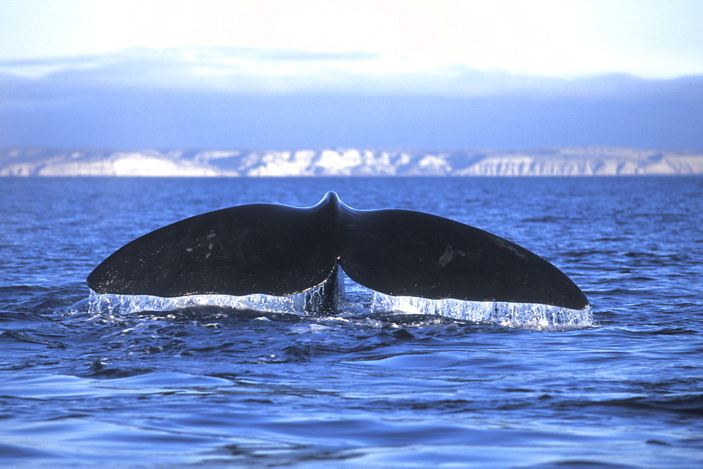 Adult Southern Right Whale (Eubalaena australis) fluke-up dive in Golfo Nuevo, Patagonia, Argentina.
(Restricted Resolution - pls contact us)