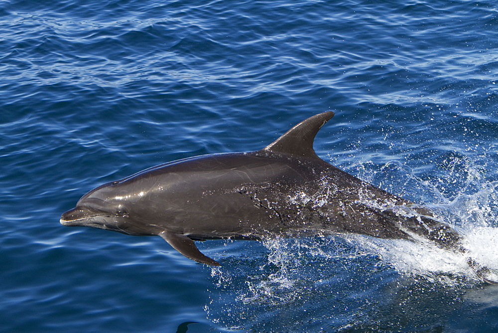 Offshore type bottlenose dolphins (Tursiops truncatus) surfacing in the midriff region of the Gulf of California (Sea of Cortez), Baja California Norte, Mexico.