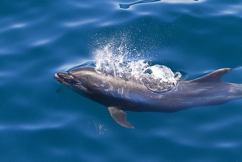 Offshore type bottlenose dolphins (Tursiops truncatus) surfacing in the midriff region of the Gulf of California (Sea of Cortez), Baja California Norte, Mexico.