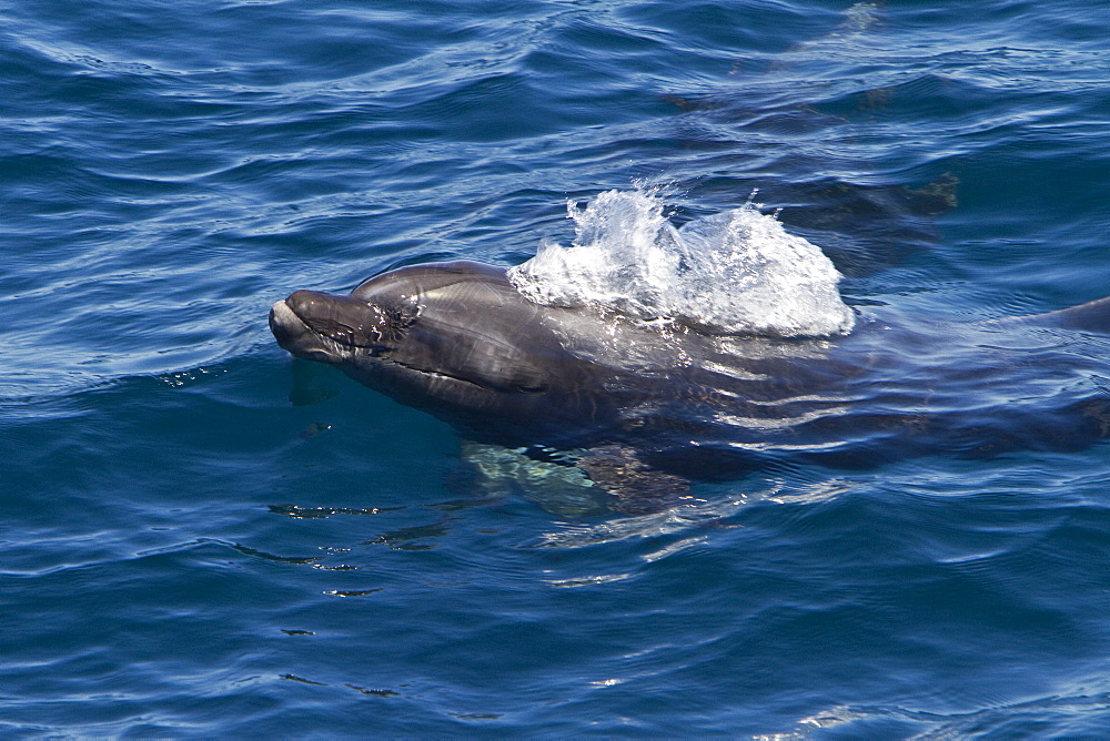 Offshore type bottlenose dolphins (Tursiops truncatus) surfacing in the midriff region of the Gulf of California (Sea of Cortez), Baja California Norte, Mexico.