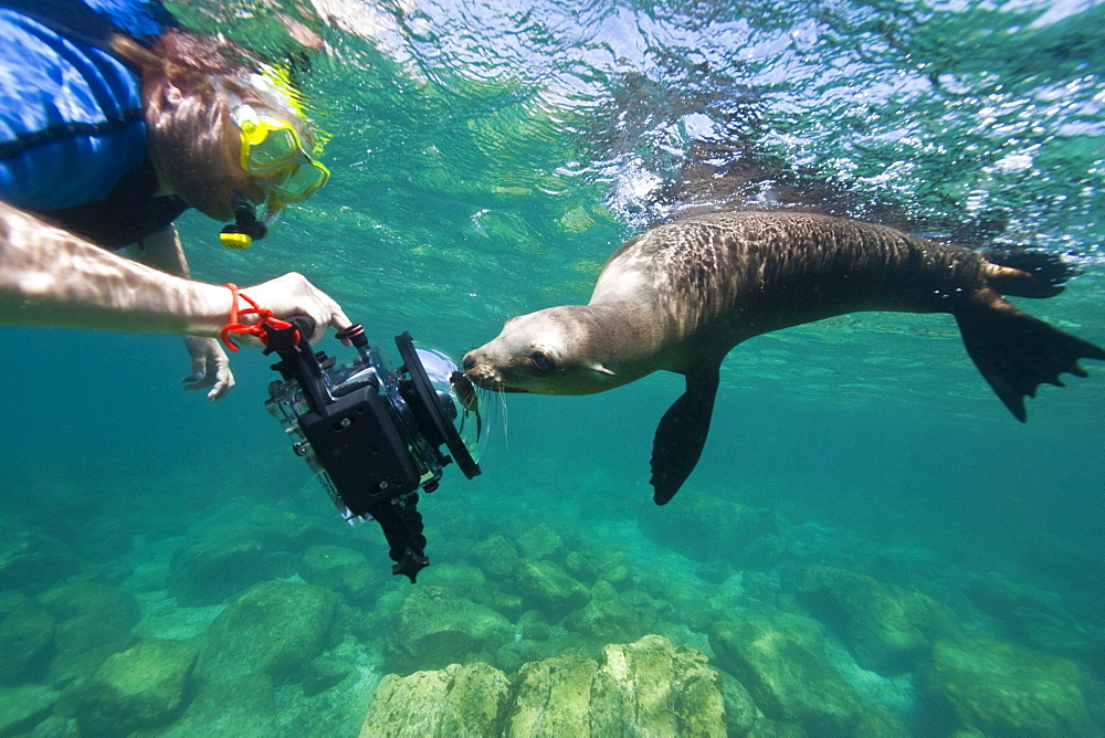 California sea lion (Zalophus californianus) underwater at Los Islotes (the islets) just outside of La Paz, Baja California Sur in the Gulf of California (Sea of Cortez), Mexico.