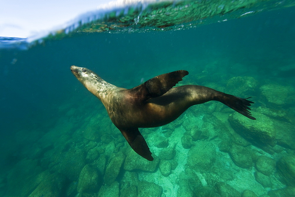 California sea lion (Zalophus californianus) underwater at Los Islotes (the islets) just outside of La Paz, Baja California Sur in the Gulf of California (Sea of Cortez), Mexico.