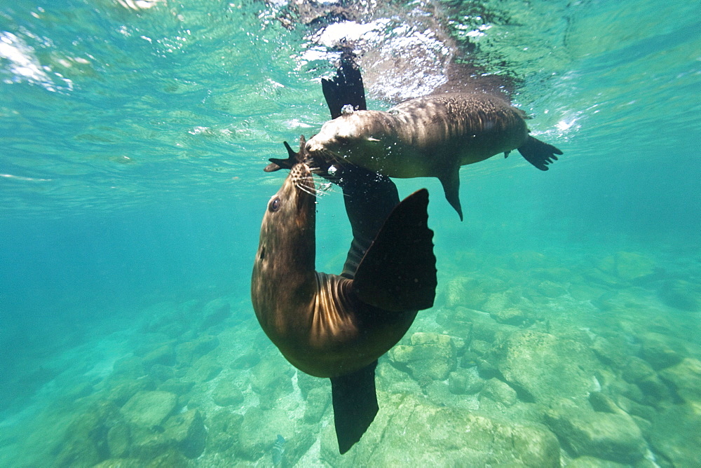 California sea lion (Zalophus californianus) underwater at Los Islotes (the islets) just outside of La Paz, Baja California Sur in the Gulf of California (Sea of Cortez), Mexico.