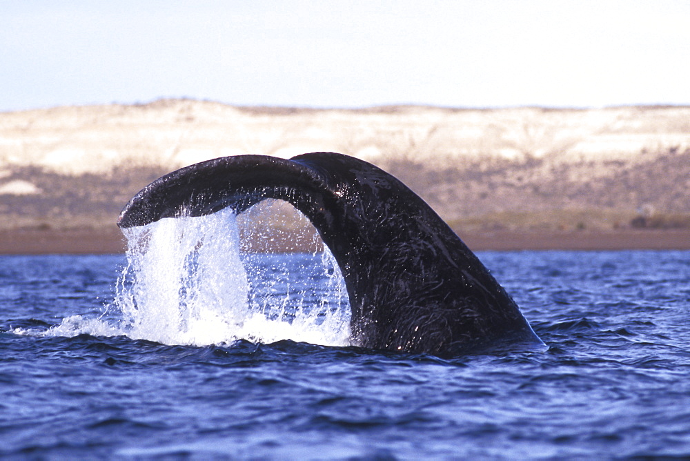 Adult Southern Right Whale (Eubalaena australis) fluke-up dive in Golfo Nuevo, Patagonia, Argentina.