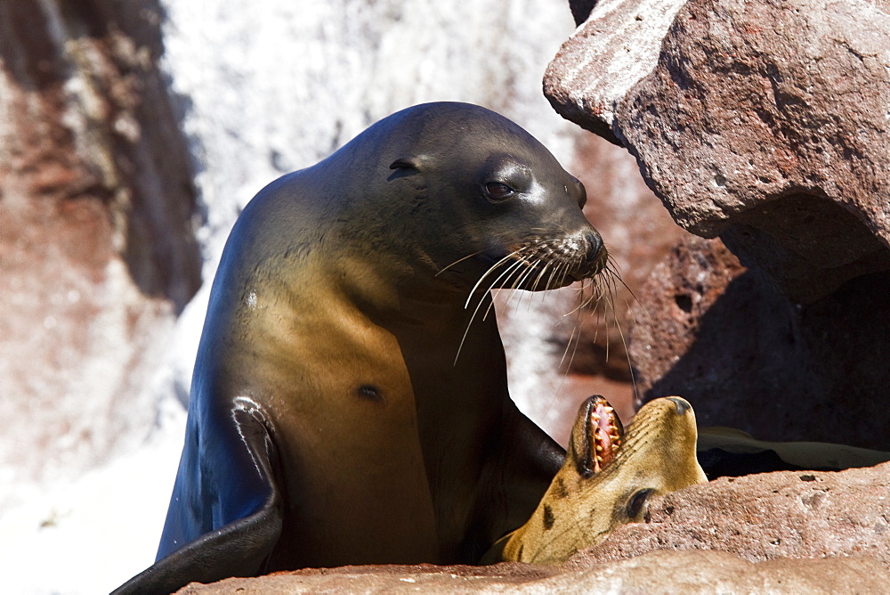 California Sea Lion (Zalophus californianus) hauled out at Los Islotes (the islets) just outside of La Paz, Baja California Sur in the Gulf of California (Sea of Cortez), Mexico.