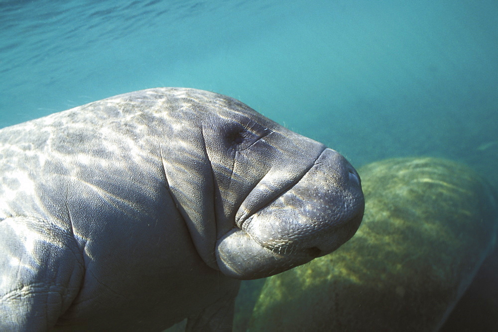 Young West Indian Manatee (Triaenodon manatus) underwater in Homosassa Springs, Florida, USA.