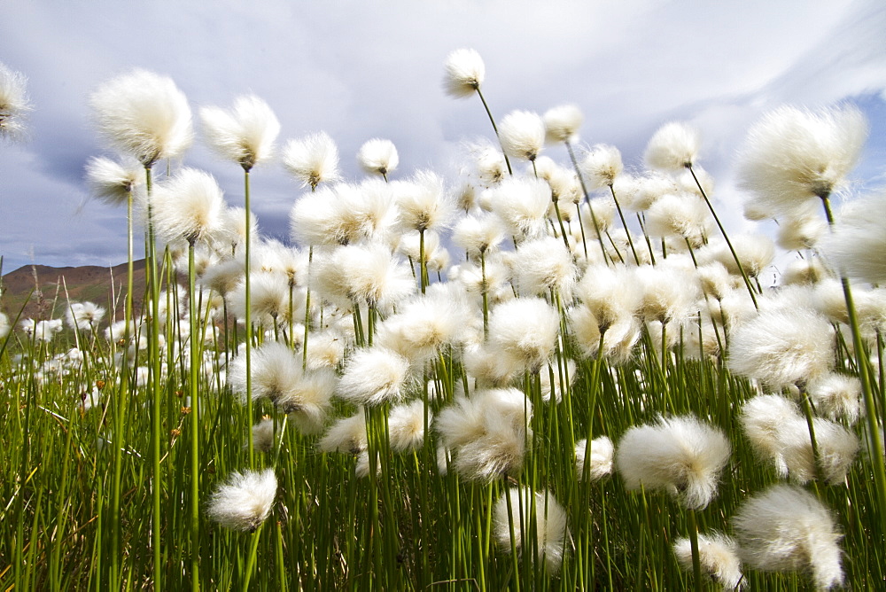 A large stand of Arctic cotton (Eriophorum callitrix) in Denali National Park, Alsaka, USA