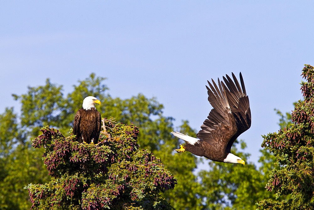 Mated bald eagle (Haliaeetus leucocephalus) pair on nestj near the Brooks River in Katmai National Park, Alaska, USA. Pacific Ocean