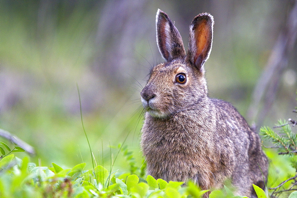 Adult snowshoe hare (Lepus americanus dalli) in Denali National Park, Alaska, USA