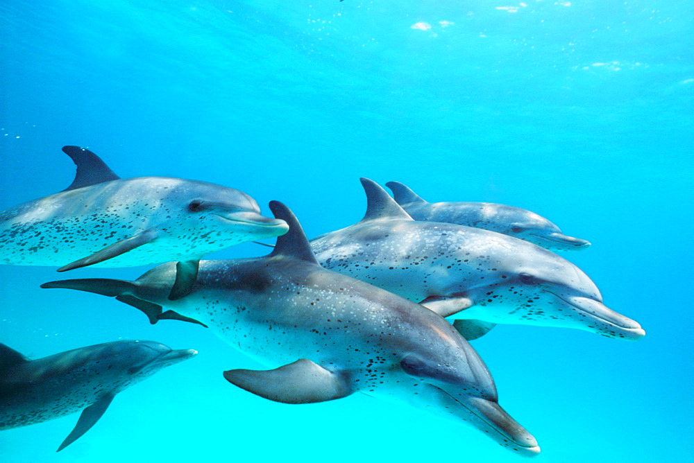 Atlantic spotted dolphin pod underwater off Little Bahama Bank, GB.