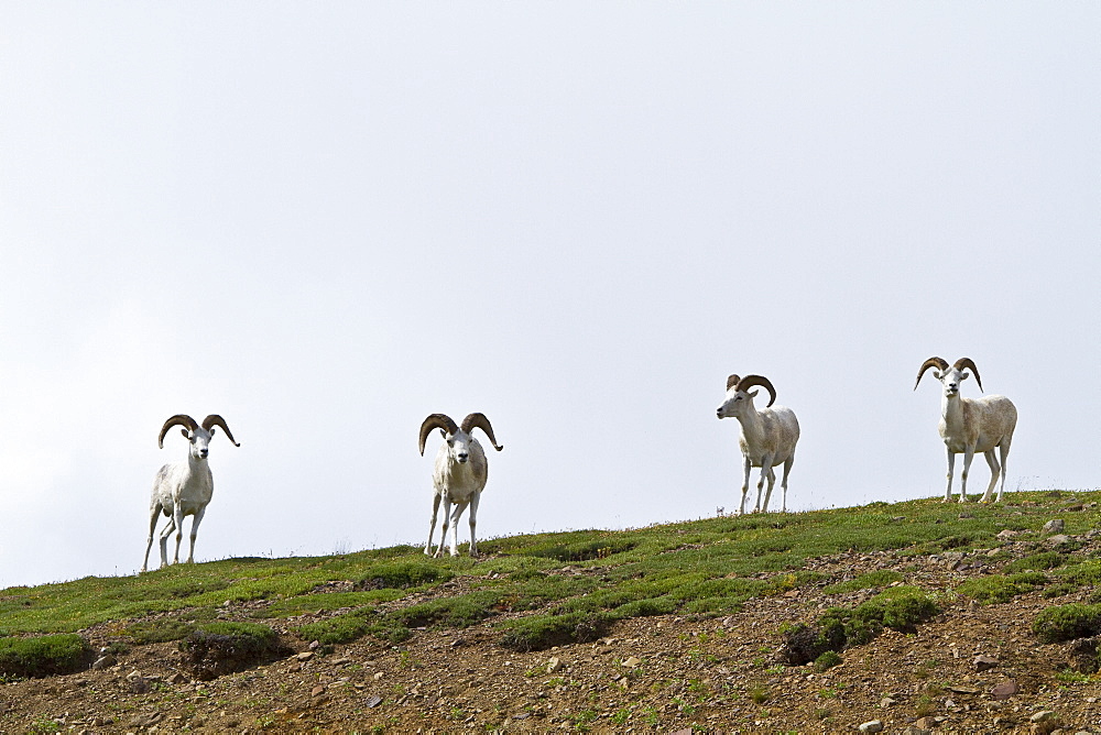 Adult Dall sheep (Ovis dalli) in Denali National Park, Alaska, USA