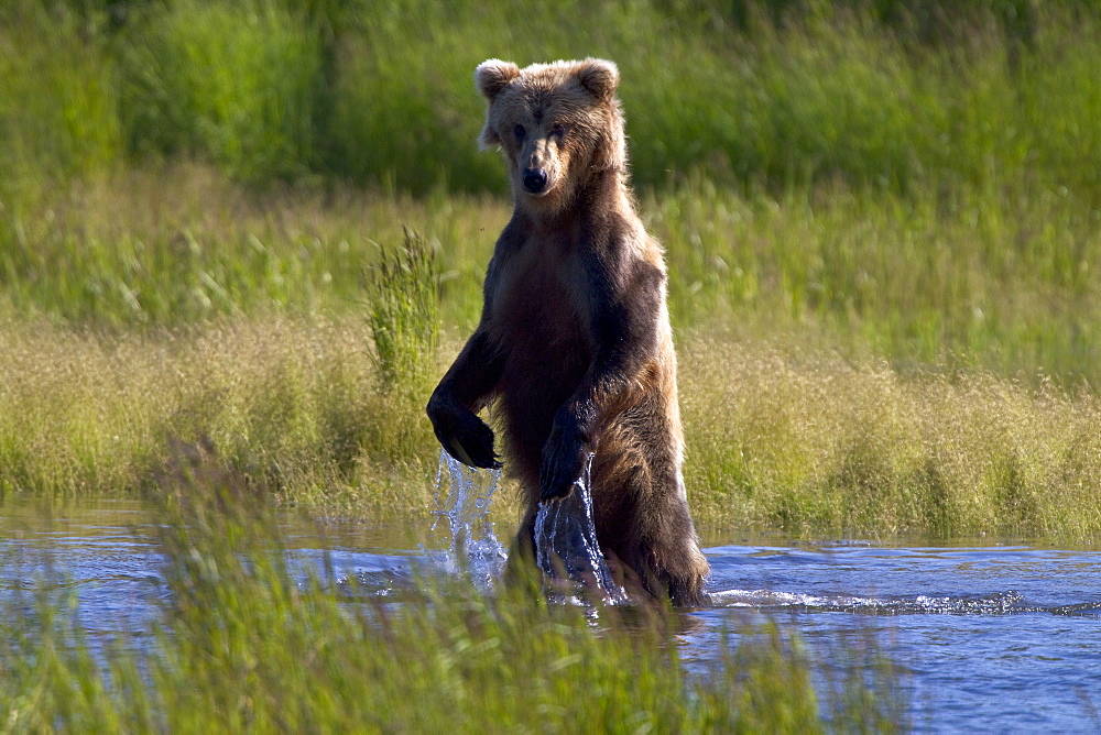 Adult brown bear (Ursus arctos) foraging for salmon at the Brooks River in Katmai National Park near Bristol Bay, Alaska, USA, Pacific Ocean