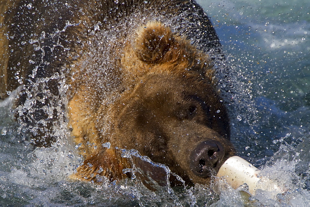 Adult brown bear (Ursus arctos) foraging for salmon at the Brooks River in Katmai National Park near Bristol Bay, Alaska, USA, Pacific Ocean