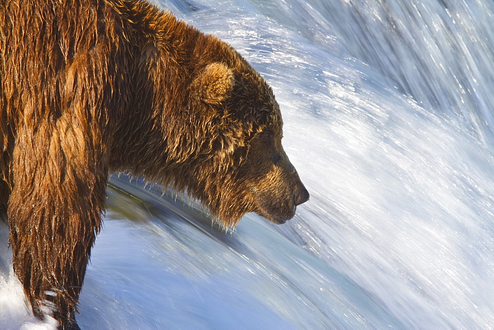 Adult brown bear (Ursus arctos) foraging for salmon at the Brooks River in Katmai National Park near Bristol Bay, Alaska, USA, Pacific Ocean