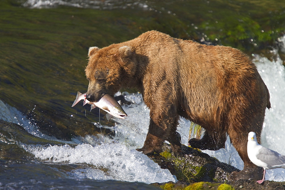 Adult brown bear (Ursus arctos) foraging for salmon at the Brooks River in Katmai National Park near Bristol Bay, Alaska, USA, Pacific Ocean