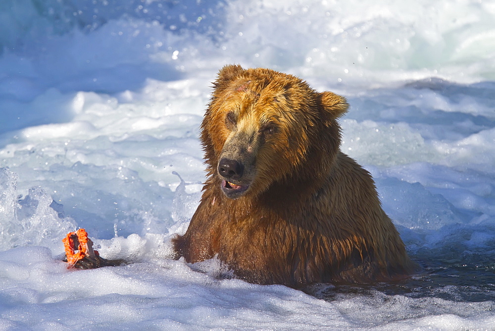 Adult brown bear (Ursus arctos) foraging for salmon at the Brooks River in Katmai National Park near Bristol Bay, Alaska, USA, Pacific Ocean