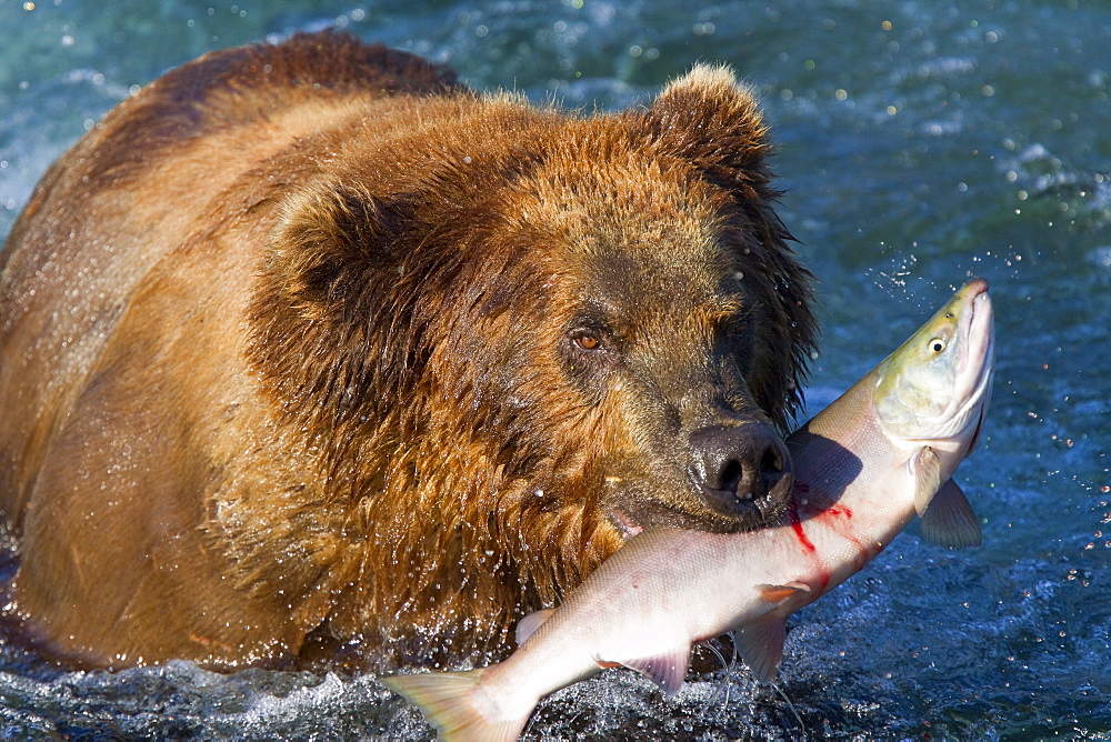 Adult brown bear (Ursus arctos) foraging for salmon at the Brooks River in Katmai National Park near Bristol Bay, Alaska, USA, Pacific Ocean