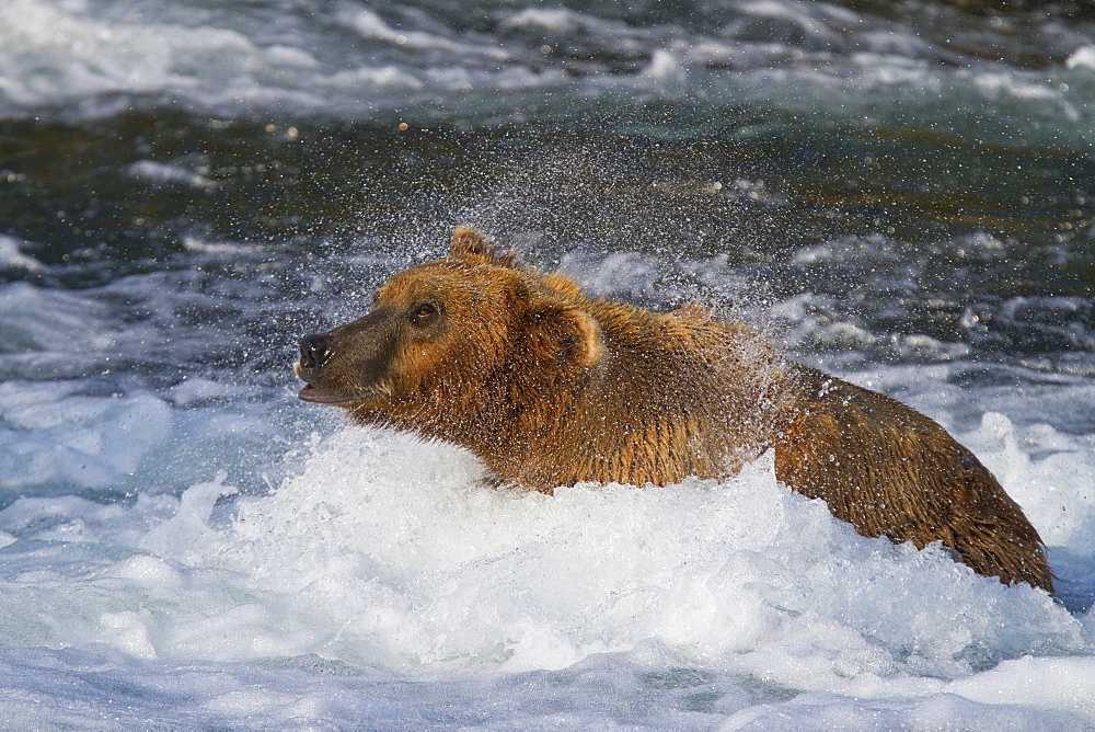 Adult brown bear (Ursus arctos) foraging for salmon at the Brooks River in Katmai National Park near Bristol Bay, Alaska, USA, Pacific Ocean