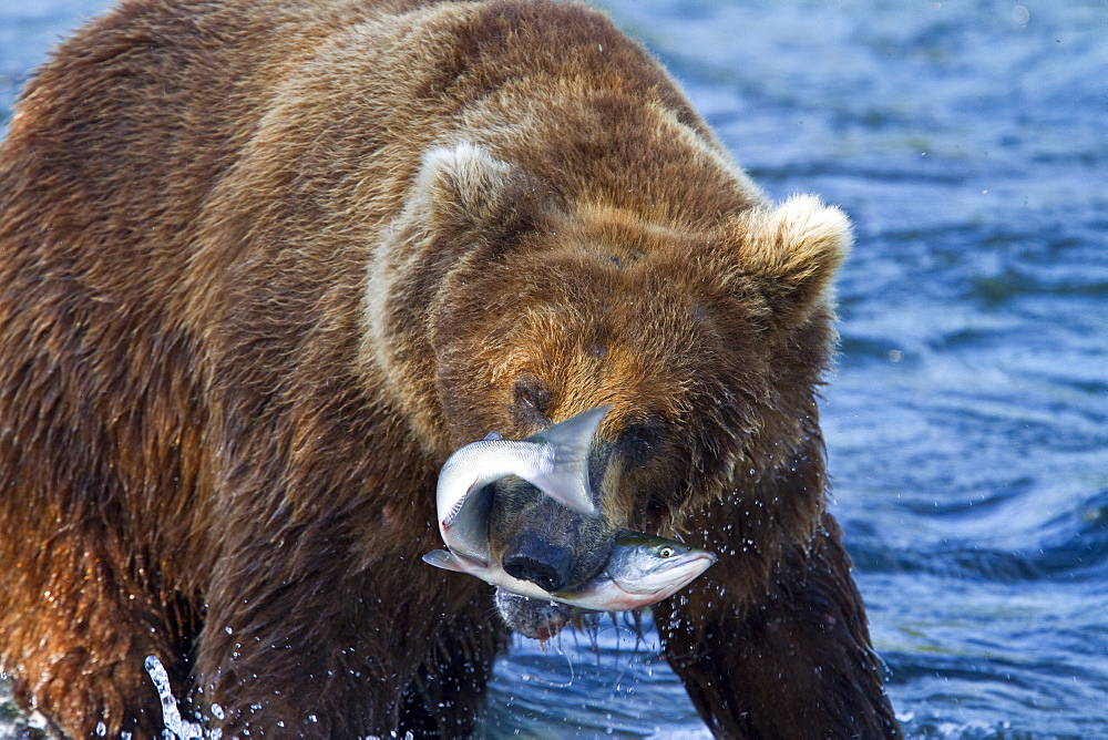 Adult brown bear (Ursus arctos) foraging for salmon at the Brooks River in Katmai National Park near Bristol Bay, Alaska, USA, Pacific Ocean