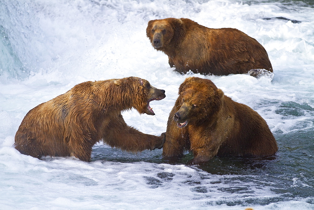 Adult brown bear (Ursus arctos) foraging for salmon at the Brooks River in Katmai National Park near Bristol Bay, Alaska, USA, Pacific Ocean