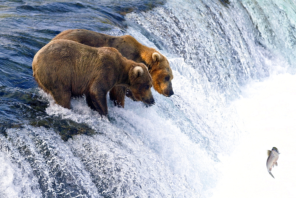 Adult brown bear (Ursus arctos) foraging for salmon at the Brooks River in Katmai National Park near Bristol Bay, Alaska, USA, Pacific Ocean