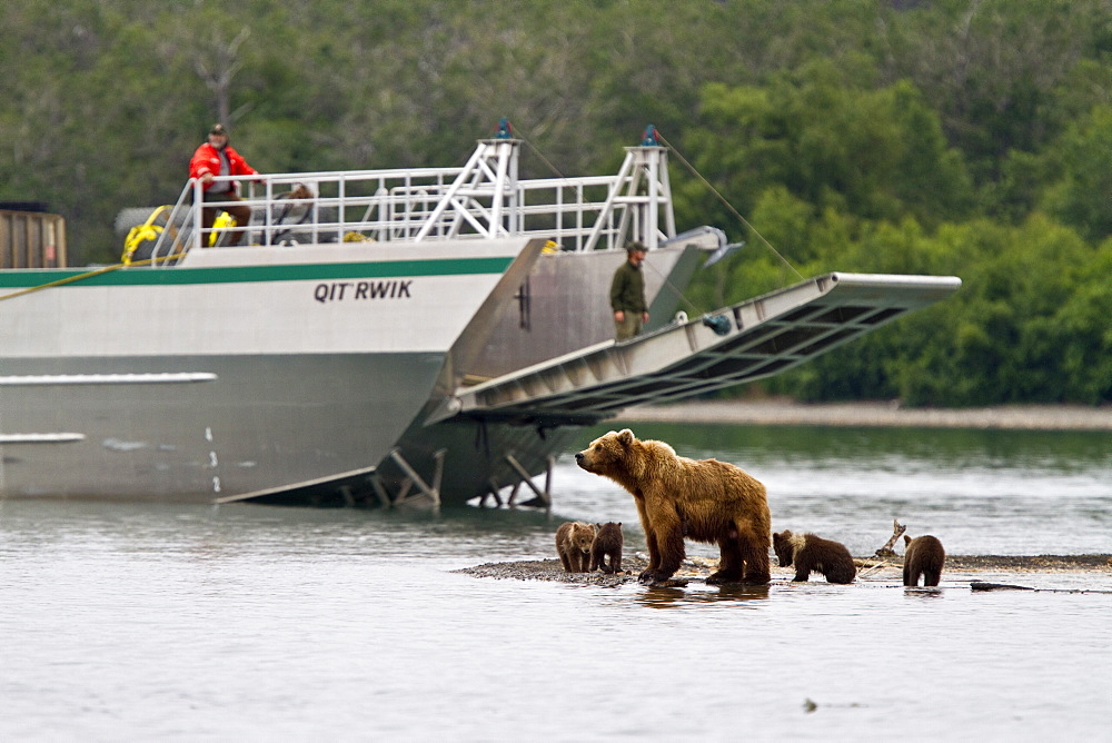 Adult brown bear (Ursus arctos) sow with 4 COY (cubs-of-the-year) at the Brooks River in Katmai National Park near Bristol Bay, Alaska, USA. Pacific Ocean