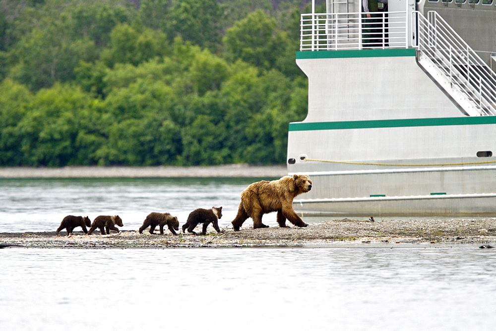 Adult brown bear (Ursus arctos) sow with 4 COY (cubs-of-the-year) at the Brooks River in Katmai National Park near Bristol Bay, Alaska, USA. Pacific Ocean