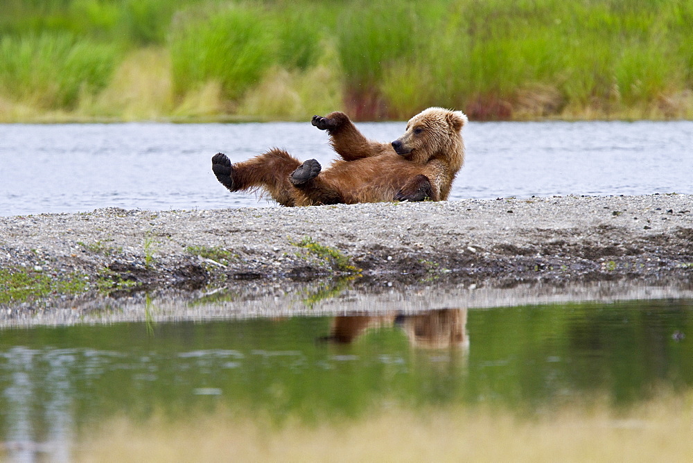 Young adult brown bear (Ursus arctos) scratching its back on the gravel at the Brooks River in Katmai National Park near Bristol Bay, Alaska, USA. Pacific Ocean