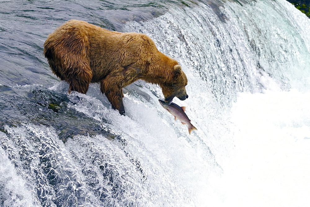 Adult brown bear (Ursus arctos) foraging for salmon at the Brooks River in Katmai National Park near Bristol Bay, Alaska, USA, Pacific Ocean