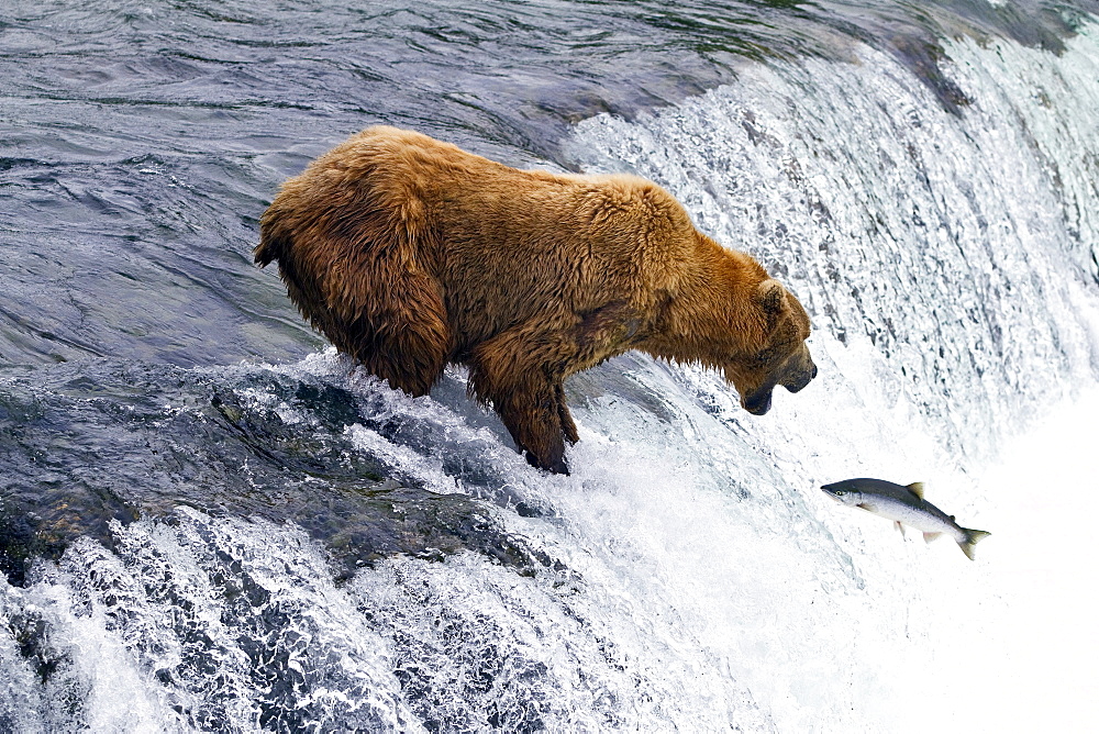 Adult brown bear (Ursus arctos) foraging for salmon at the Brooks River in Katmai National Park near Bristol Bay, Alaska, USA, Pacific Ocean