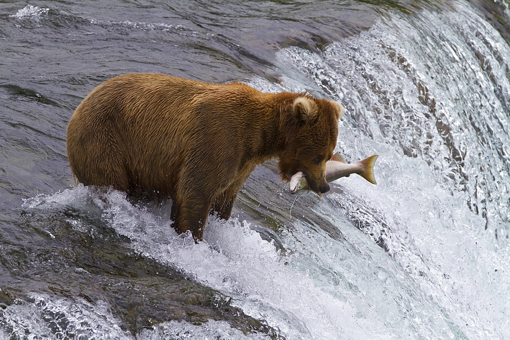 Adult brown bear (Ursus arctos) foraging for salmon at the Brooks River in Katmai National Park near Bristol Bay, Alaska, USA, Pacific Ocean