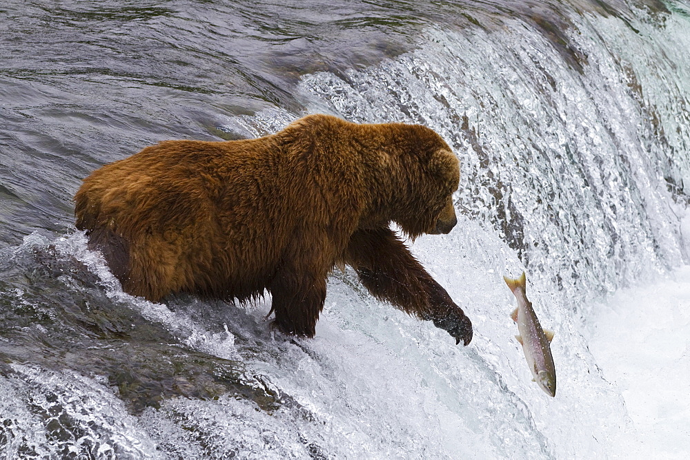 Adult brown bear (Ursus arctos) foraging for salmon at the Brooks River in Katmai National Park near Bristol Bay, Alaska, USA, Pacific Ocean