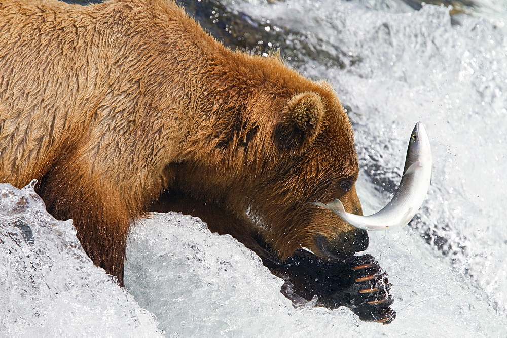 Adult brown bear (Ursus arctos) foraging for salmon at the Brooks River in Katmai National Park near Bristol Bay, Alaska, USA, Pacific Ocean