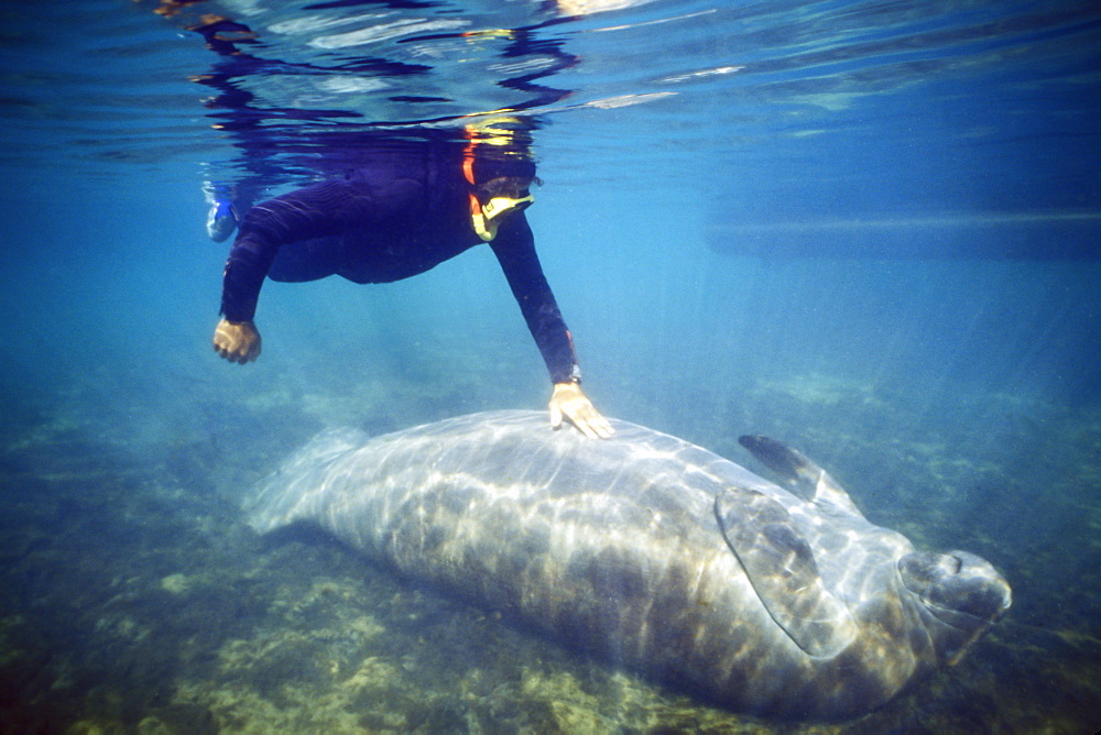 Adult West Indian Manatee (Triaenodon manatus) with snorkeler in Homosassa Springs, Florida, USA. 
(Restricted Resolution - pls contact us)