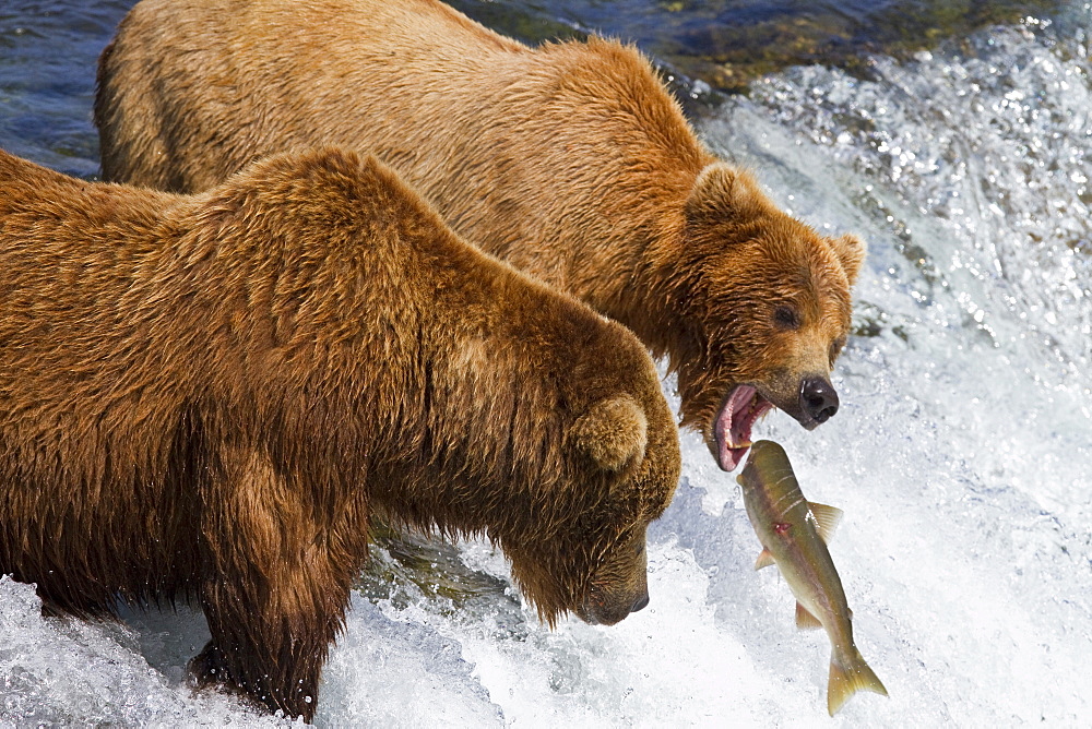 Adult brown bear (Ursus arctos) foraging for salmon at the Brooks River in Katmai National Park near Bristol Bay, Alaska, USA, Pacific Ocean