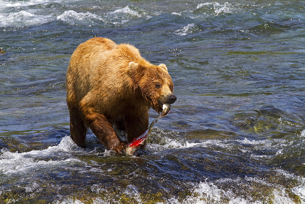 Adult brown bear (Ursus arctos) foraging for salmon at the Brooks River in Katmai National Park near Bristol Bay, Alaska, USA, Pacific Ocean