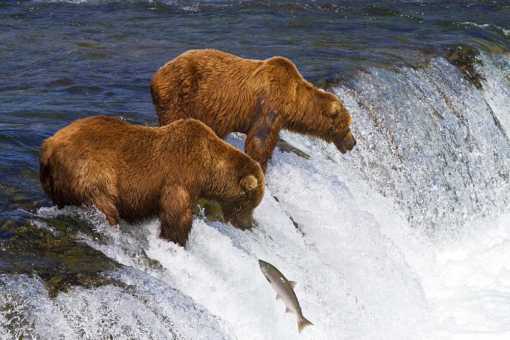 Adult brown bear (Ursus arctos) foraging for salmon at the Brooks River in Katmai National Park near Bristol Bay, Alaska, USA, Pacific Ocean