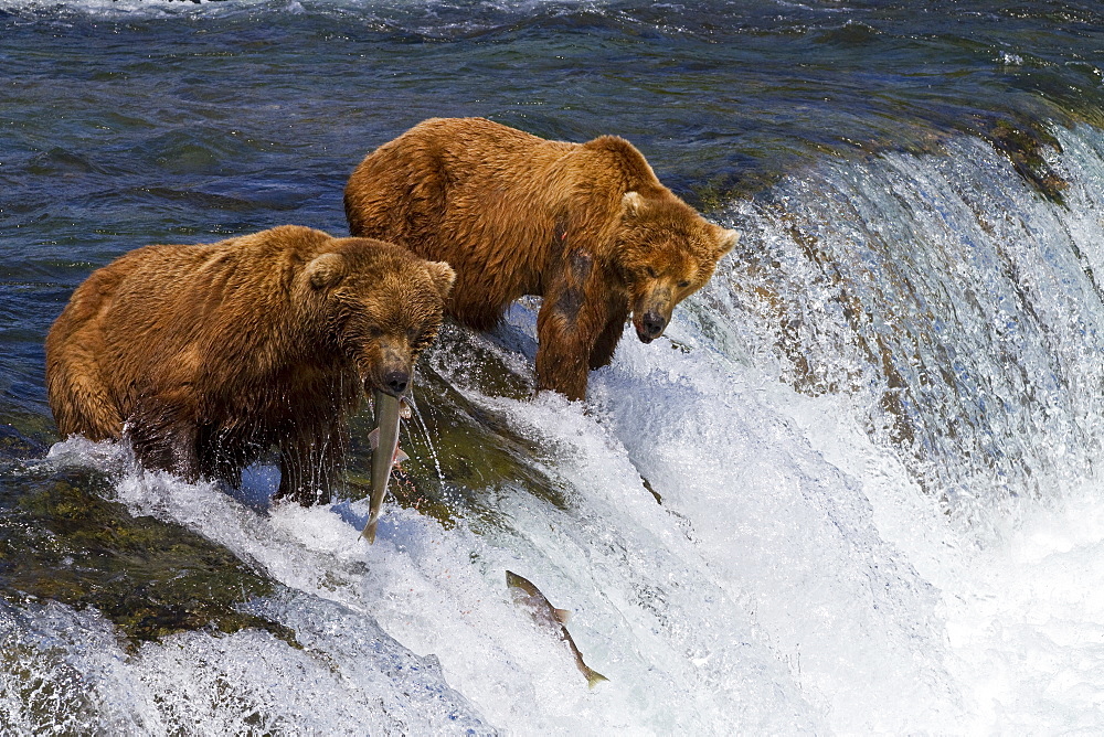 Adult brown bear (Ursus arctos) foraging for salmon at the Brooks River in Katmai National Park near Bristol Bay, Alaska, USA, Pacific Ocean