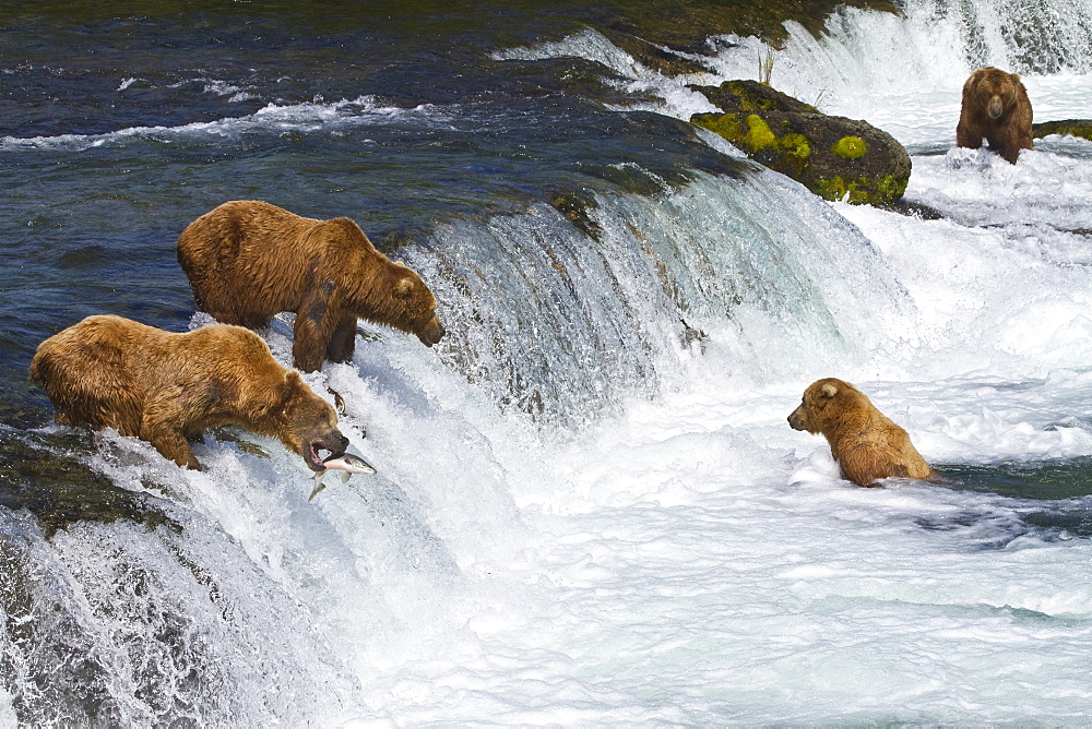 Adult brown bear (Ursus arctos) foraging for salmon at the Brooks River in Katmai National Park near Bristol Bay, Alaska, USA, Pacific Ocean