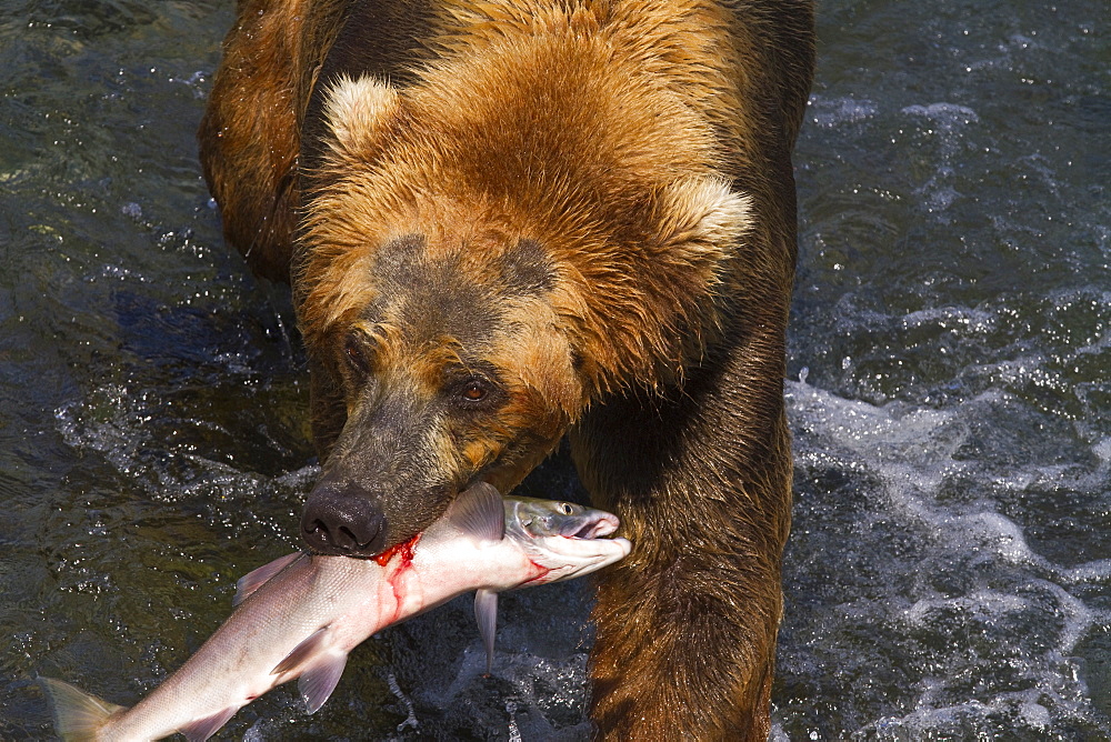 Adult brown bear (Ursus arctos) foraging for salmon at the Brooks River in Katmai National Park near Bristol Bay, Alaska, USA, Pacific Ocean