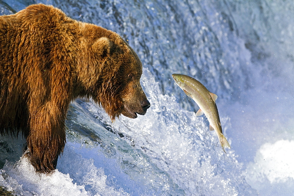 Adult brown bear (Ursus arctos) foraging for salmon at the Brooks River in Katmai National Park near Bristol Bay, Alaska, USA, Pacific Ocean