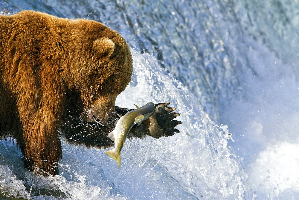 Adult brown bear (Ursus arctos) foraging for salmon at the Brooks River in Katmai National Park near Bristol Bay, Alaska, USA, Pacific Ocean