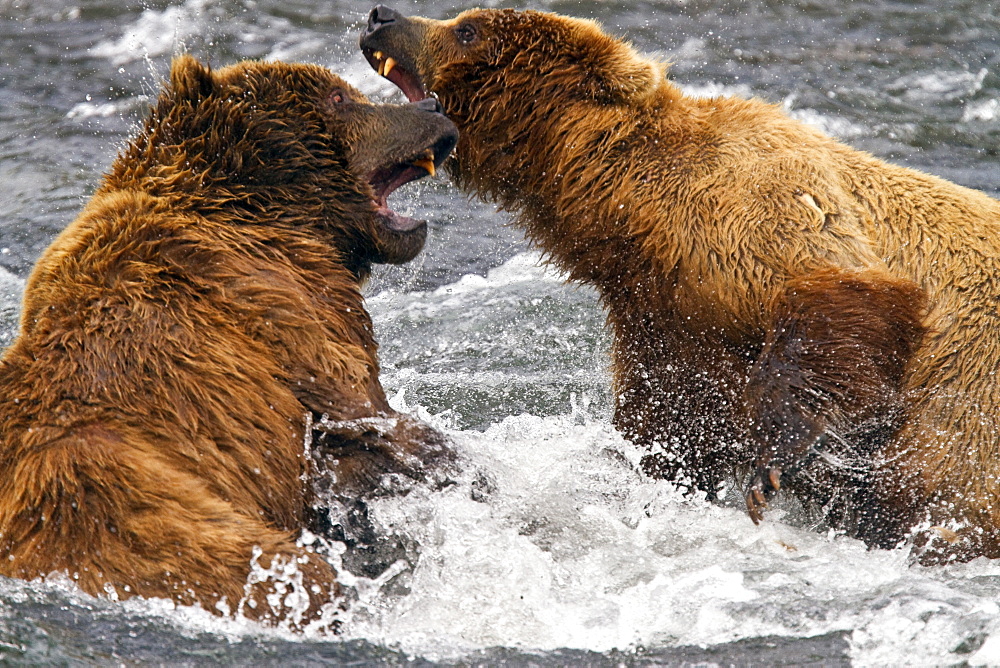 Adult brown bear (Ursus arctos) foraging for salmon at the Brooks River in Katmai National Park near Bristol Bay, Alaska, USA, Pacific Ocean