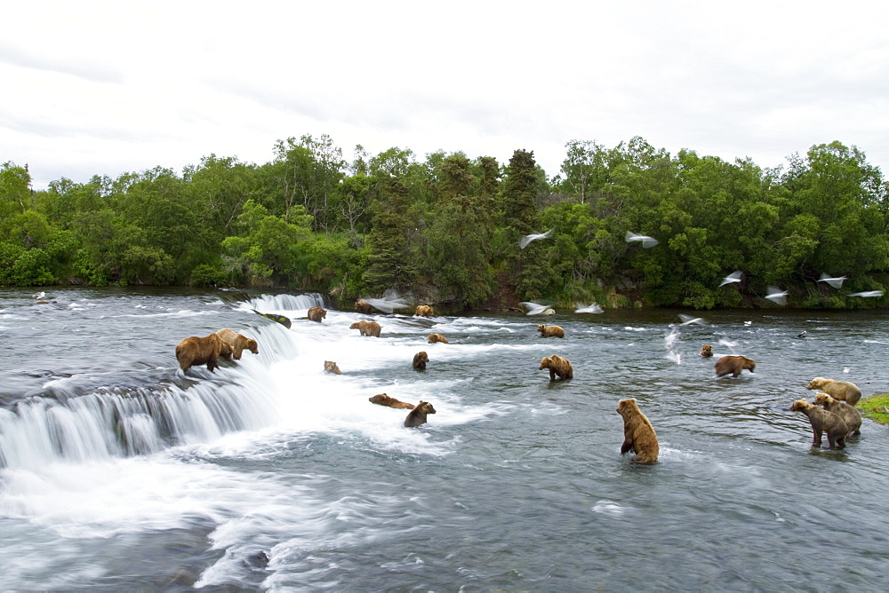 A view from the Park Service platform where adult brown bear (Ursus arctos) forage for salmon at the Brooks River in Katmai National Park near Bristol Bay, Alaska, USA. Pacific Ocean